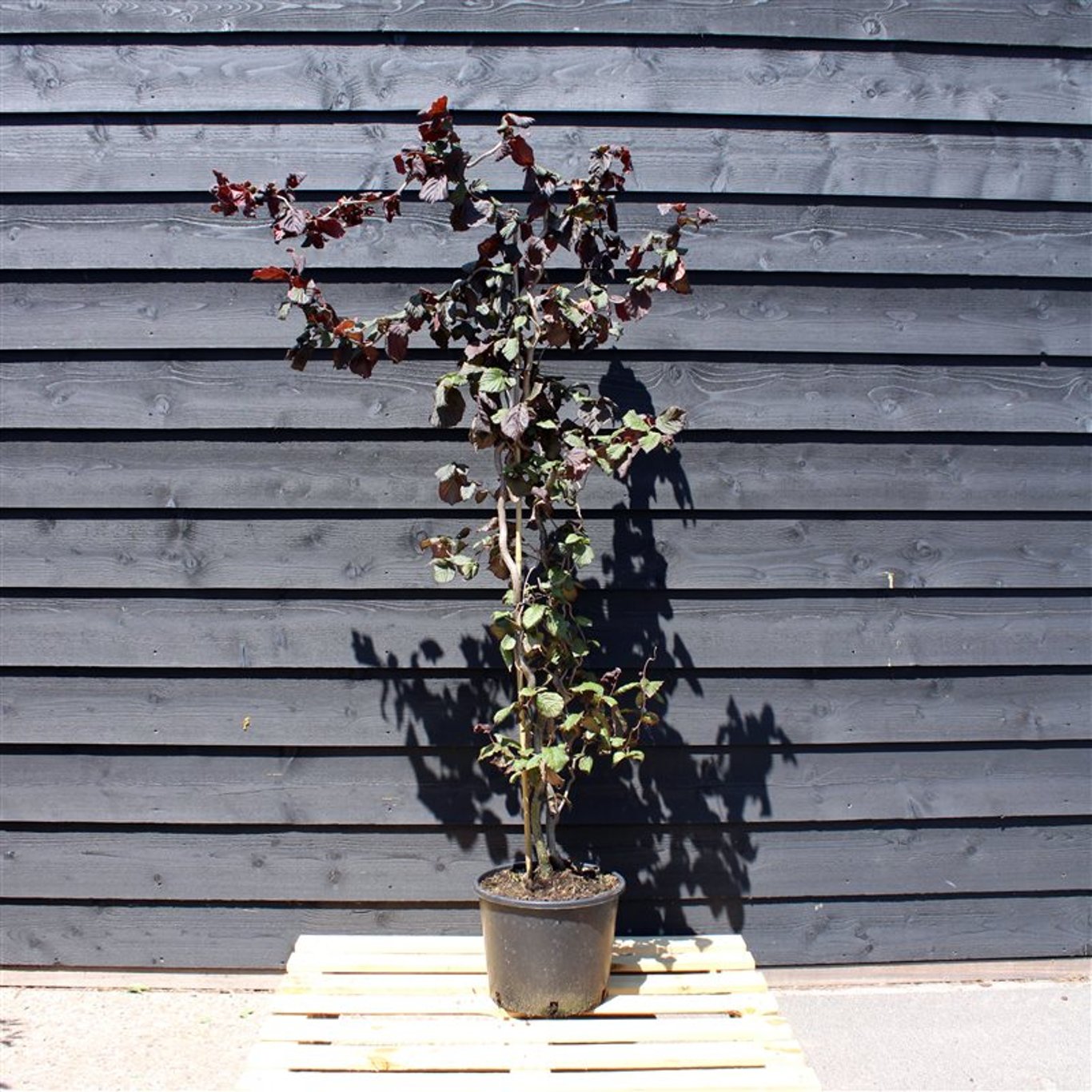Corylus 'Red Majestic' - C25 200-225 CM
